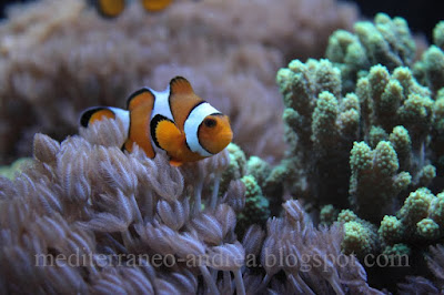 acquario marino tropicale