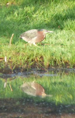 green heron