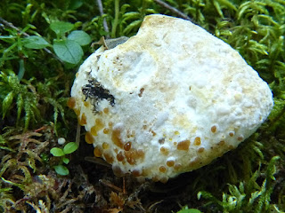 Hypomyces chrysospermus s. l. - Dermatose des Bolets