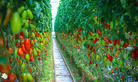 San Marzano Tomaten in Nürnberg