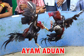 ayam bangkok aduan