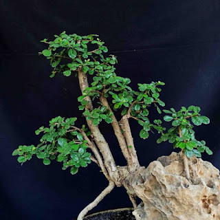 Bonsai Tanaman Hias Hokianti Sidogurih On The Rock Diatas Batu Unik