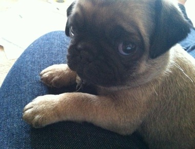 olliepug