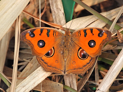 Junonia almana