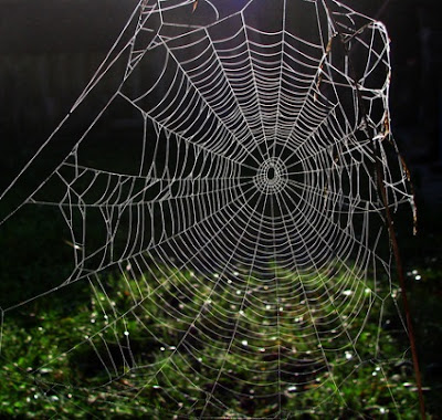 If people can get over their creep factor, they can learn that the orb spider web is amazingly well designed.