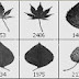 High Res Real Leaf Brushes