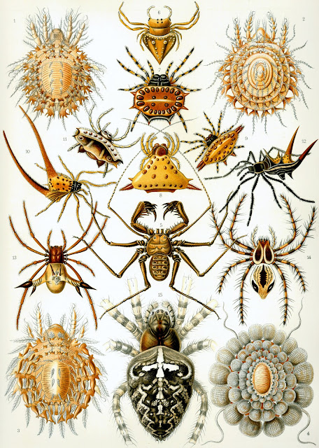 Art Forms Of Nature The Ernst Haeckel Collection Kuriositas