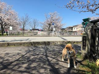 富山市のいたち川の法蓮寺橋と桜