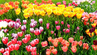 [Image: tulip_garden.jpg]