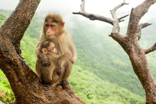  Gambar  Monyet  Lengkap dan Lucu  Kumpulan Gambar 