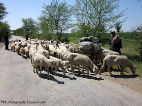 Sheep Ovis aries