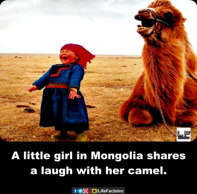 A Little Girl In Mongolia Shares A Laugh With Her Camel! - Funny Little Girl Memes pictures, photos, images, pics, captions, jokes, quotes, wishes, quotes, SMS, status, messages, wallpapers.