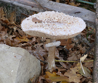 This was a really large mushroom, and crusty to touch