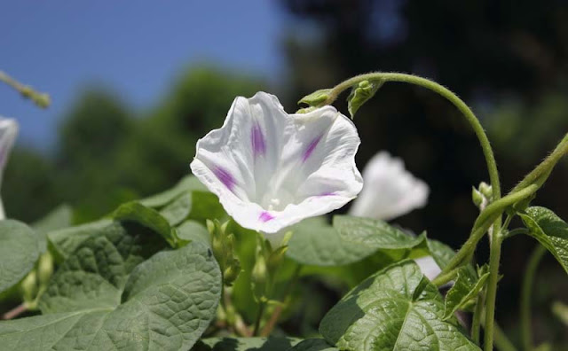 Morning Glory Flowers Pictures