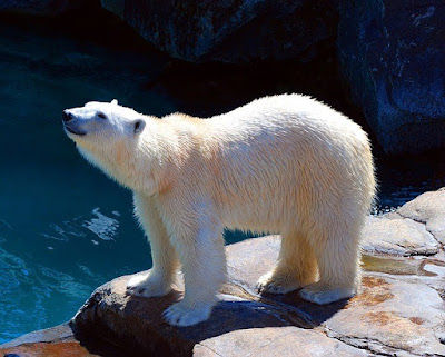 facts about polar bears