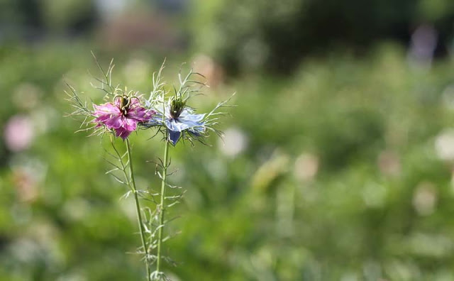 Love-in-a-Mist Flowers