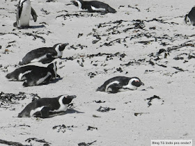 Boulders Beach