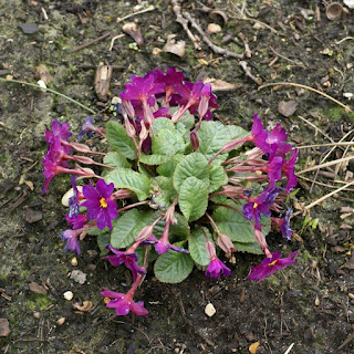 Primula juliae - Primevère tapissante du Caucase