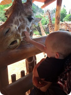 Feeding the Giraffes at Cheyenne Mountain Zoo