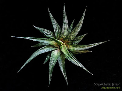 Suculenta Haworthia limifolia