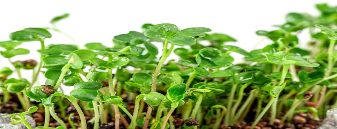 Microgreens-Safe or not? How to sow them and how to grow them?