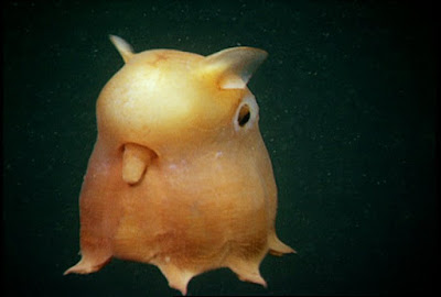 Grimpoteuthis / Grimpoteuthis