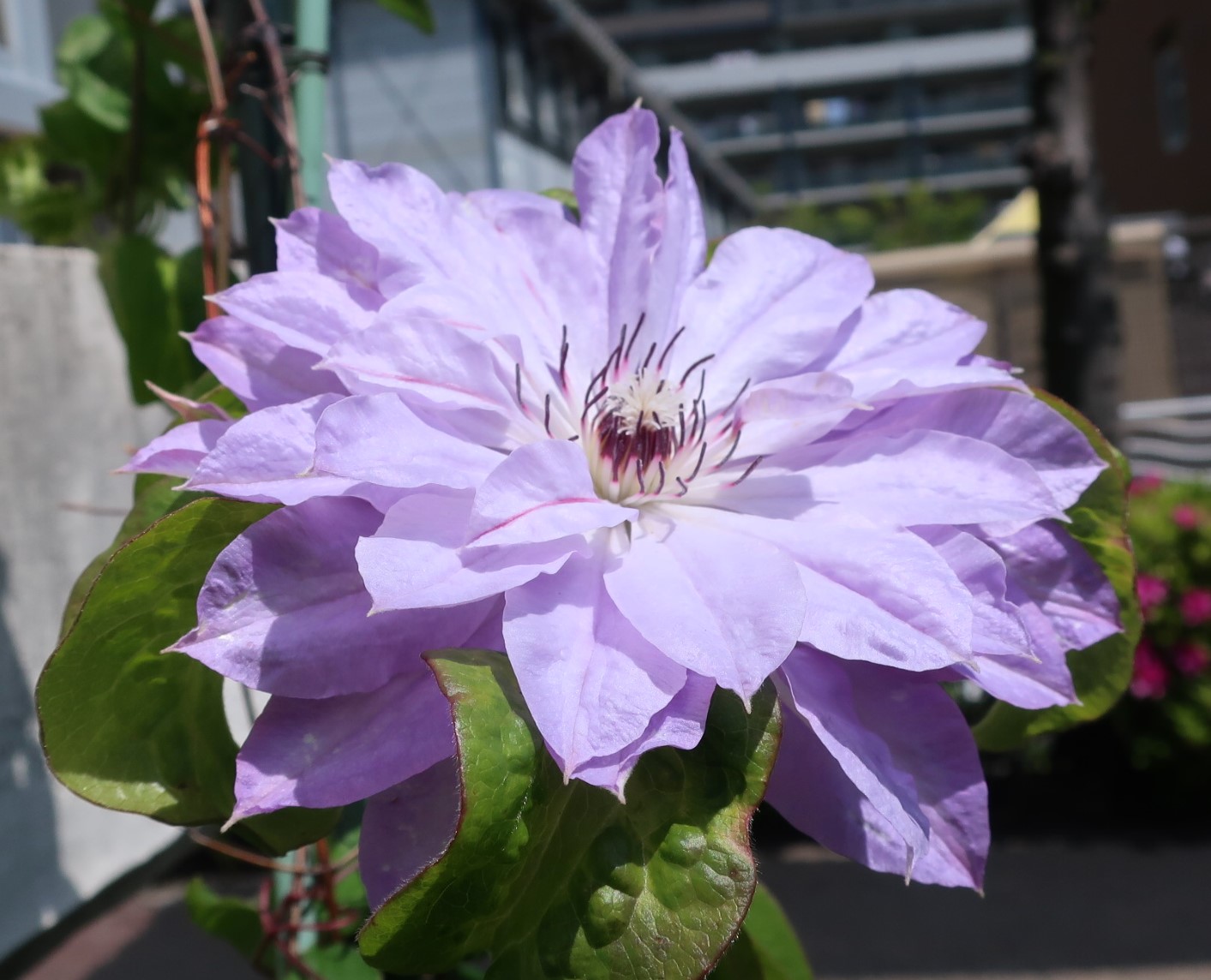 Kei Narujima なるじまけい Double Flowered Clematis 八重咲きのクレマチス