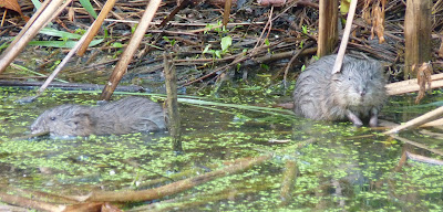 muskrats