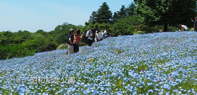 昭和記念公園のネモフィラとポピー