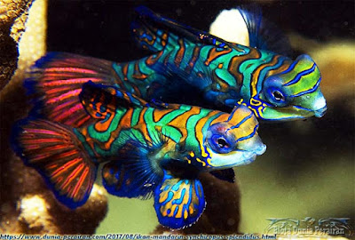 Ikan Mandarinfish (Synchiropus splendidus)