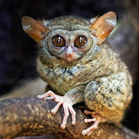 http://wallacefund.info/sites/wallacefund.info/files/tarsier2015Aug18_1136_DxO.jpg