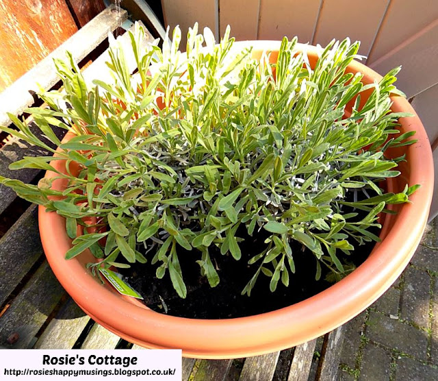 Lavender already trying to fill the huge pot it was planted in