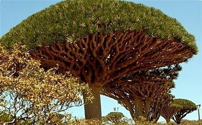 dragon blood tree-yemen-afp photo  