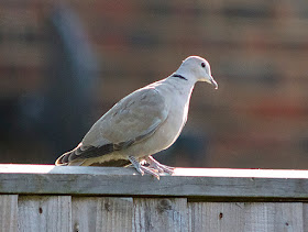 Collared Dove, Streptopelia decaocto, on my back fence in Crowborough.  15 June 2017. 