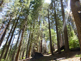 parc national de Yosemite