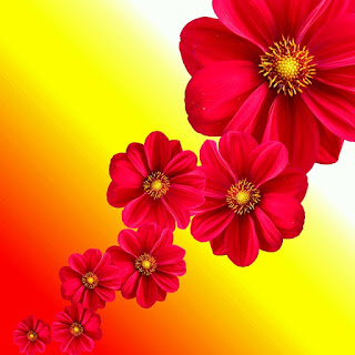 gambar background bunga dahlia merah