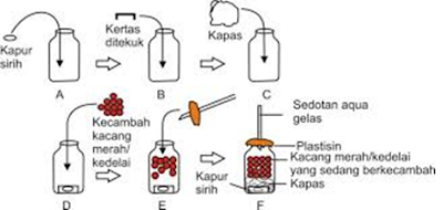 Respirasi Pada Makhluk Hidup (Praktikum IPA di SD) Vivi Ratnawati