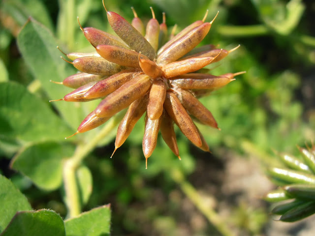 Fruto de la UNCIANA: Dorycnium rectum