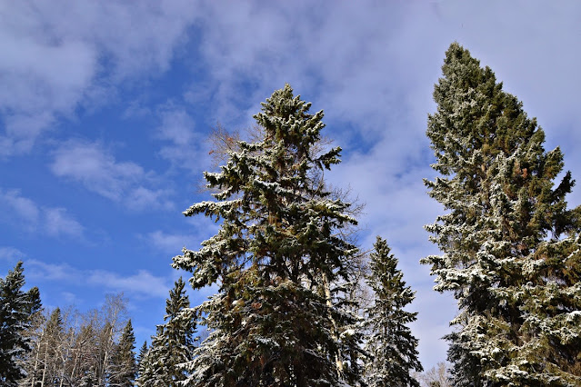 spruce trees, snow, october, Central Alberta, cohanmagazine