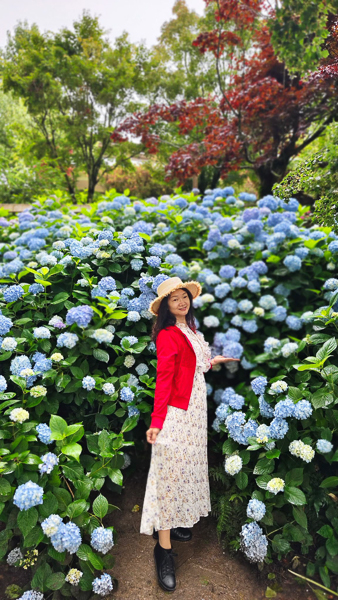 台中和平福壽山農場鴛鴦湖繡球花繽紛盛開，湖畔繡球花牆好美好拍