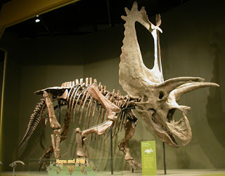 Esqueleto Pentaceratops