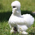 silkie chicken | Price - Characteristics -  History and Silkie chicken meat
