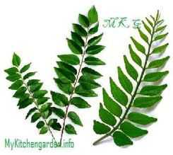 Picture of Curry Leaves