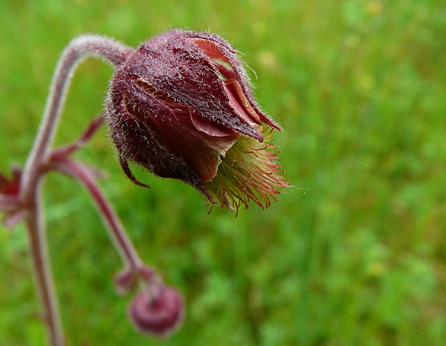 Geum rivale, Water Avens, wetland, https://cohanmagazine.blogspot.com/