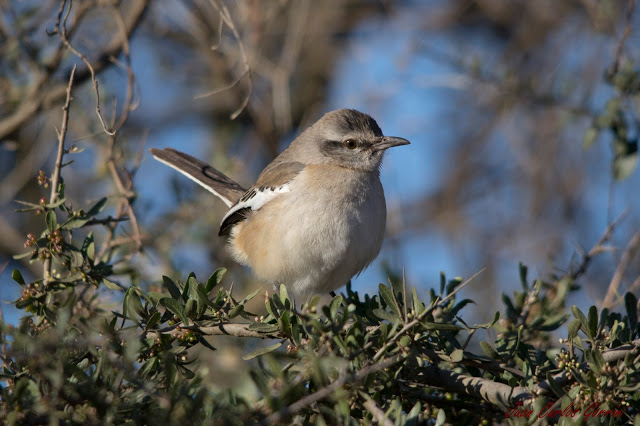 Avistaje de aves en Argentina, Salta. Birdwatching y fotografía de Juan Carlos Gorrini.