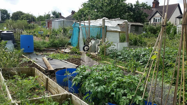 Alloment blog, allotment