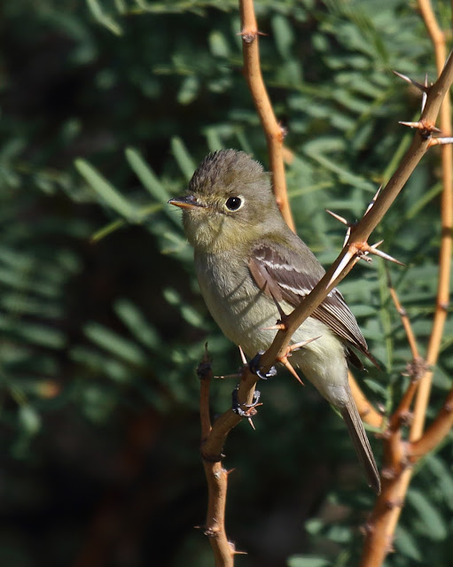 Pacific-slope Flycatcher