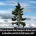 Did you know that Europe's oldest tree is...