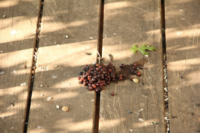 bear scat on deck