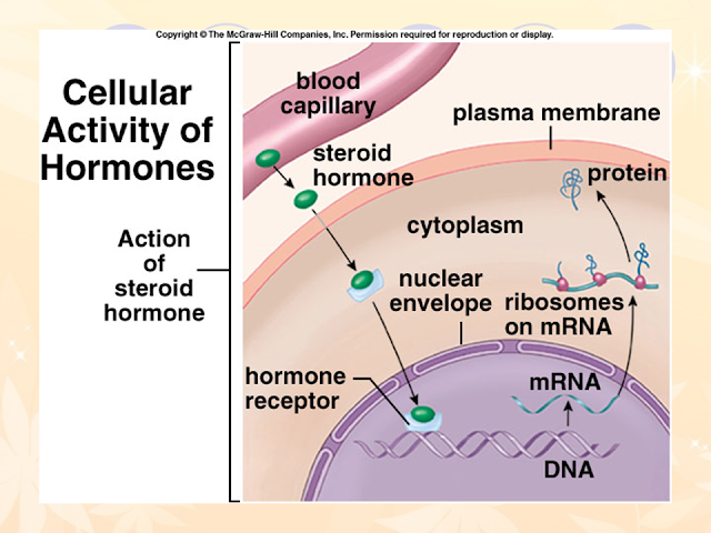 Cellular Activity of Hormones